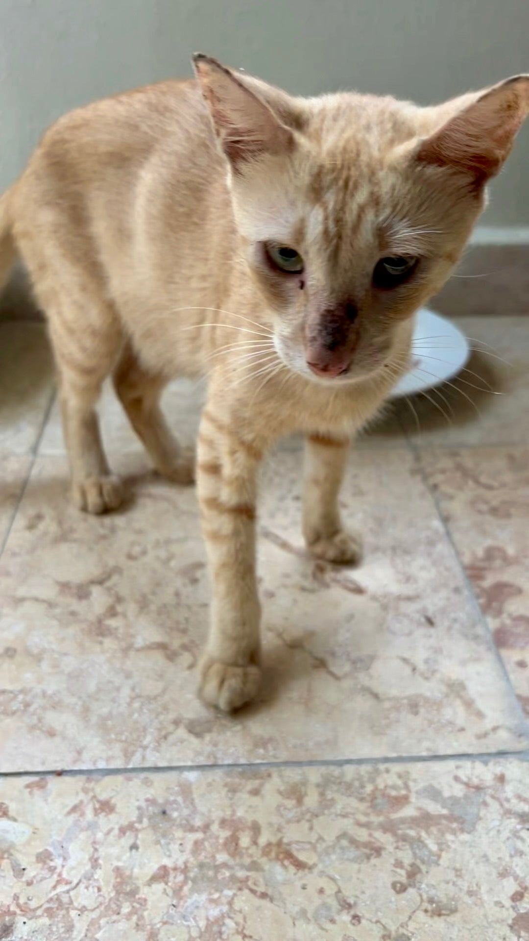 Momma, a feral cat living in a community cat colony in Punta Cana Dominican Republic