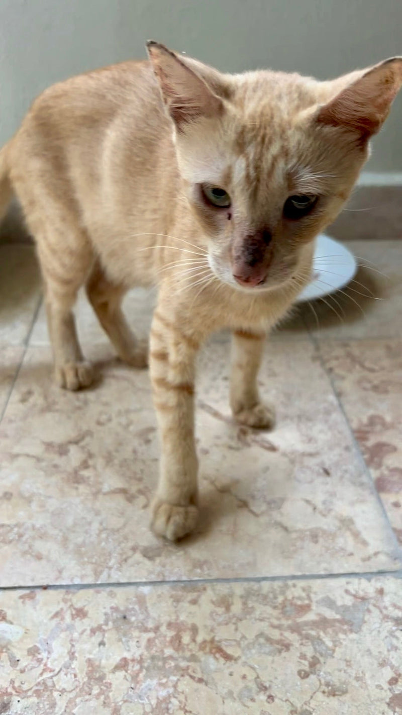 Momma, a feral cat living in a community cat colony in Punta Cana Dominican Republic